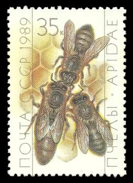 Beekeeping, Queen and Workers on Honeycomb Stock Illustration