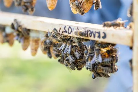 Beekeeping queen cell for larvae queen bees. beekeeper in apiary with queen bees Stock Photos