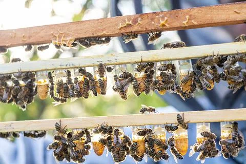Beekeeping queen cell for larvae queen bees. beekeeper in apiary with queen bees Stock Photos