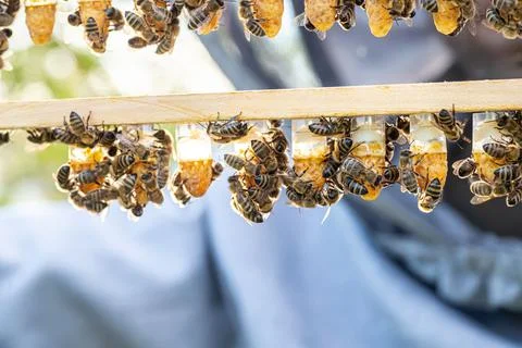 Beekeeping queen cell for larvae queen bees. beekeeper in apiary with queen bees Stock Photos