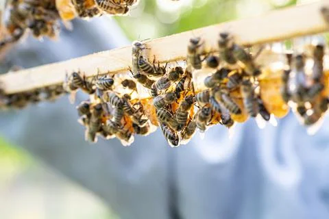 Beekeeping queen cell for larvae queen bees. beekeeper in apiary with queen bees Stock-Fotos