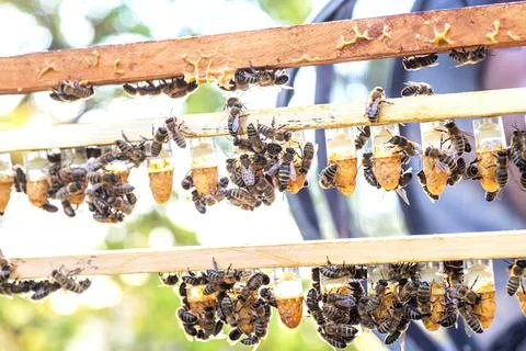Beekeeping queen cell for larvae queen bees. beekeeper in apiary with queen bees Foto stock