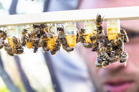 Beekeeping queen cell for larvae queen bees. beekeeper in apiary with queen bees Stock Photos