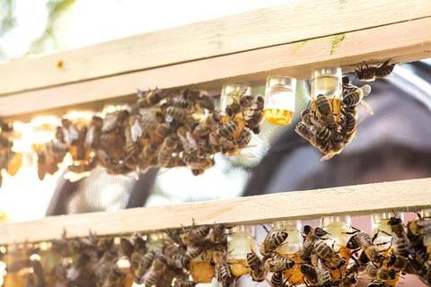 Beekeeping queen cell for larvae queen bees. beekeeper in apiary with queen bees Stock-Fotos