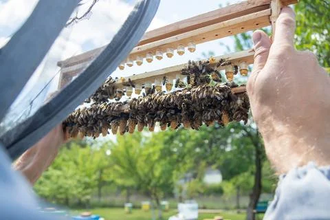 Beekeeping queen cell for larvae queen bees. beekeeper in apiary with queen bees Stock Photos