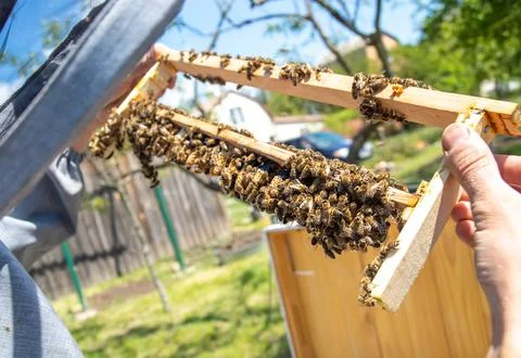 Beekeeping queen cell for larvae queen bees. beekeeper in apiary with queen bees Stock Photos