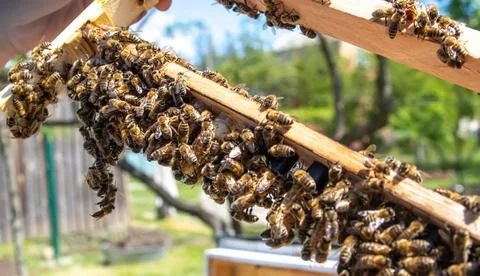 Beekeeping queen cell for larvae queen bees. beekeeper in apiary with queen bees Stock Photos