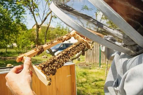 Beekeeping queen cell for larvae queen bees. beekeeper in apiary with queen bees Stock Photos