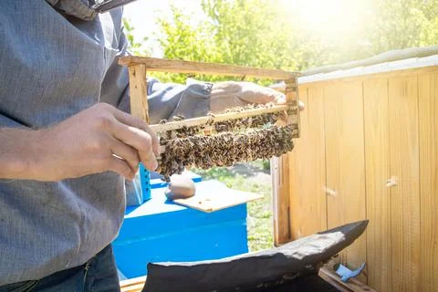 Beekeeping queen cell for larvae queen bees. beekeeper in apiary with queen bees Stock Photos