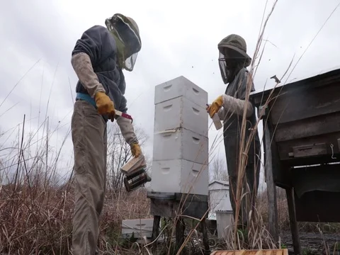 Beekeeping remove super while using a smoker to calm the bee hive Video stock 76046176