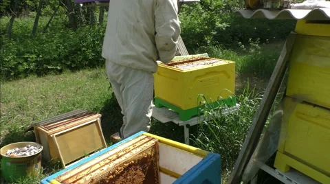 Beekeeping in the russian province Video stock 51171541