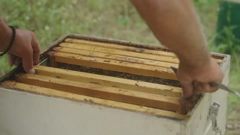 Beekeeping Scene with Bees on Honeycomb Frame in Apiary Video stock 338018625