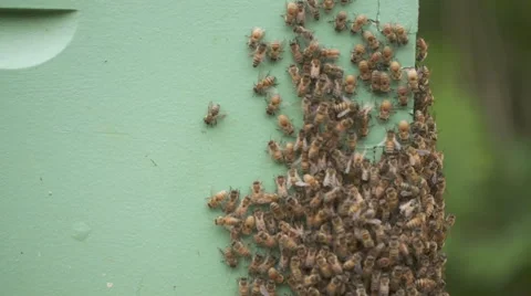 Beekeeping slow motion Vídeo Stock 56914021