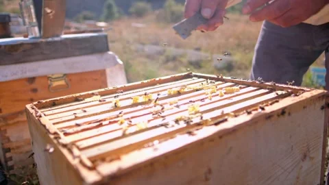 Beekeeping Smoker Stock Footage 340649771