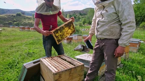 Beekeeping Team Stock Footage 340649865