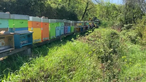 Beekeeping in Tuscany 動画素材 153983739