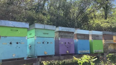 Beekeeping in Tuscany 動画素材 153983768