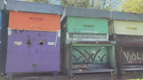 Beekeeping in Tuscany Stockbeeldmateriaal 153983791