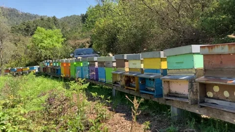 Beekeeping in Tuscany 動画素材 153983850