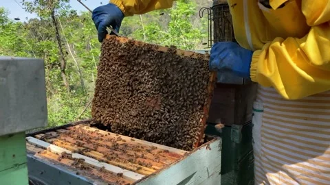 Beekeeping in Tuscany 動画素材 153983903