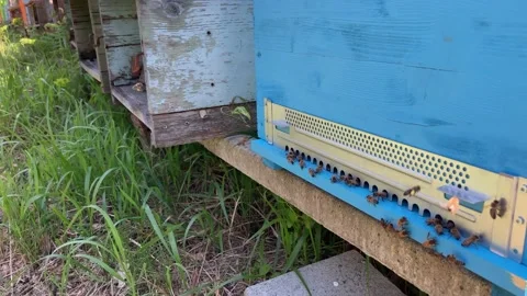 Beekeeping in Tuscany 動画素材 153983915