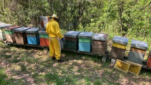 Beekeeping in Tuscany Video stock 153983936