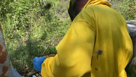 Beekeeping in Tuscany 動画素材 153984013