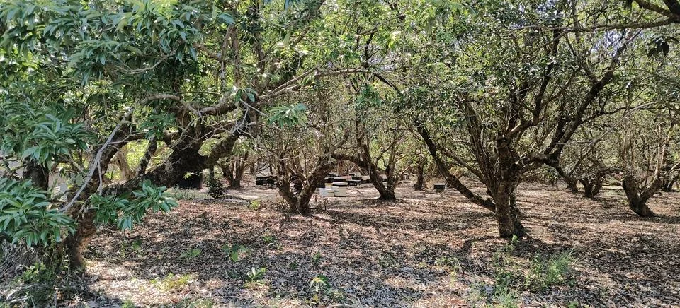 Beekeeping under the longan tree Stock Photos