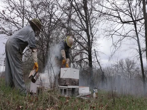 Beekeeping using a smoker Video stock 76045574