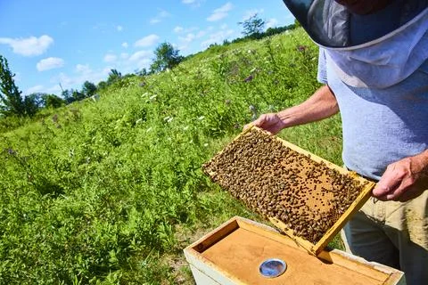 Beekeeping in Vibrant Meadow Close-Up Perspective Stock Photos