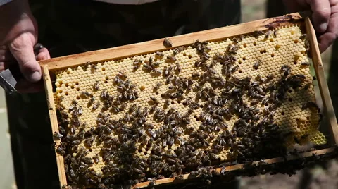 Beekeeping. Working bees on the honeycomb with sweet honey. Honey is bee keeping 스톡 동영상 64735293