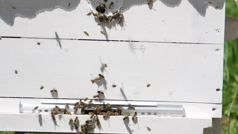 Beekeeping in the world. 動画素材 315870248