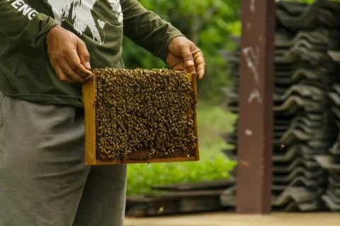 Beekeeping1 Stock Photos