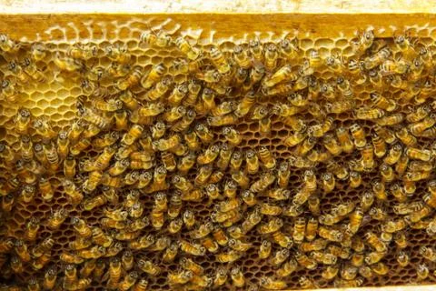 Beekeeping10 Stock Photos
