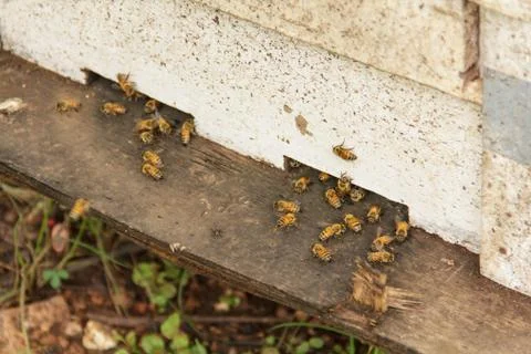 Beekeeping11 Stock Photos