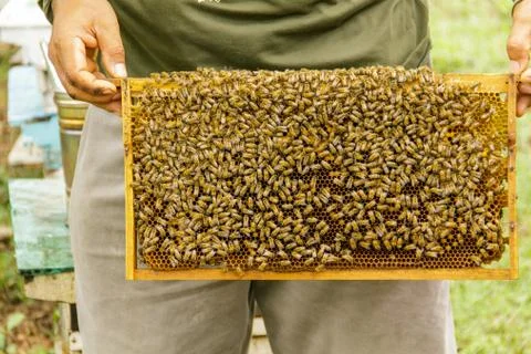 Beekeeping2 Stock Photos