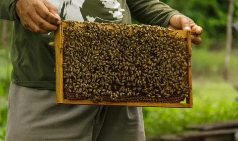 Beekeeping3 Stock Photos
