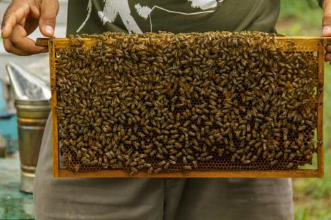 Beekeeping4 Stock Photos