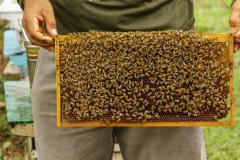 Beekeeping5 Stock Photos