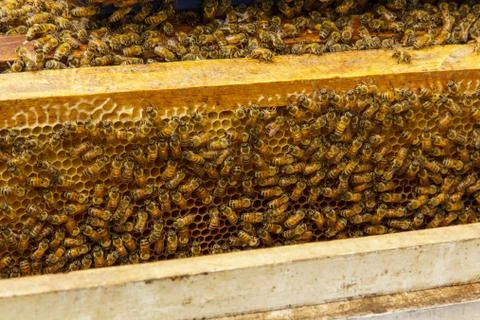 Beekeeping6 Stock Photos