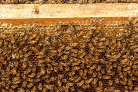 Beekeeping7 Stock Photos