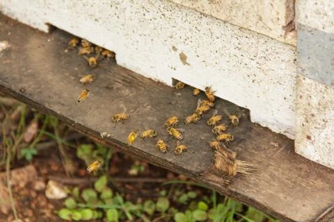 Beekeeping8 Stock Photos
