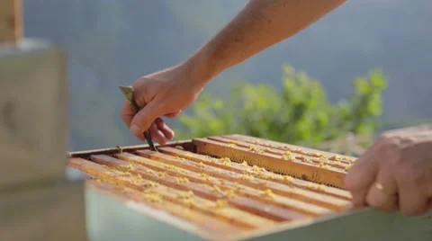 Beekeper smoking a Bee Hive 03 Stock Footage 54600855