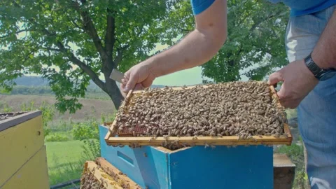 Beekeper working with his beehive Stock Footage 171554667