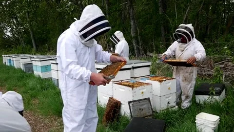 Beekkeepers Checking Frames Stock Footage 240645445