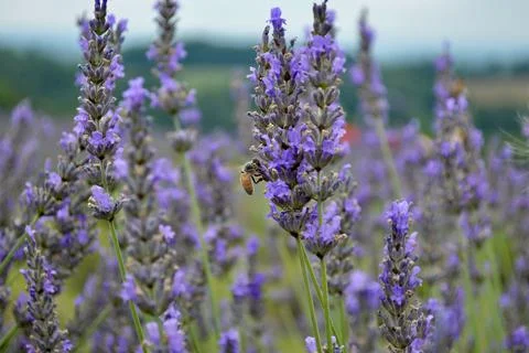 BeeLavender849 Stock Photos