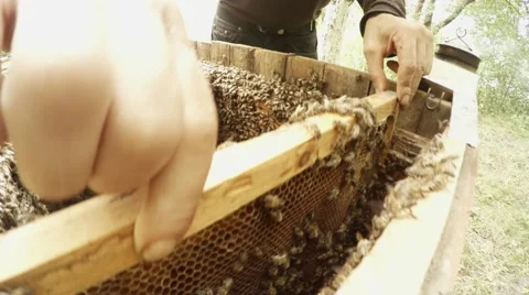Beemaster Sets up Frame in Hive Inside Swarm Bees Stock Footage 66884218