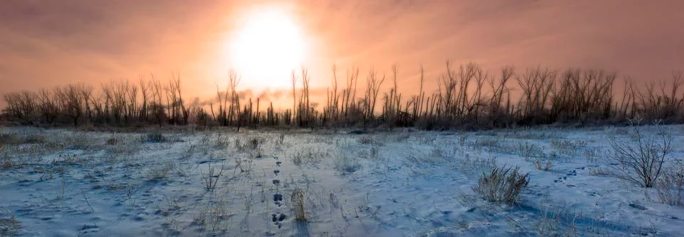 Been cut down forests Stock Photos