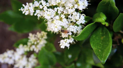 Been on Flowers Stock Footage 27148888