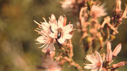 BeeOnFlower Video stock 126004399